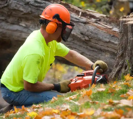 tree services Coopers Plains